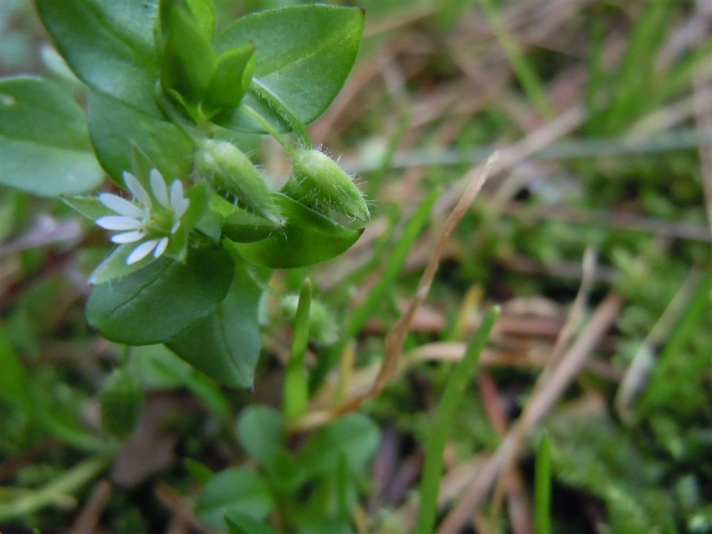 Stellaria media / Centocchio comune